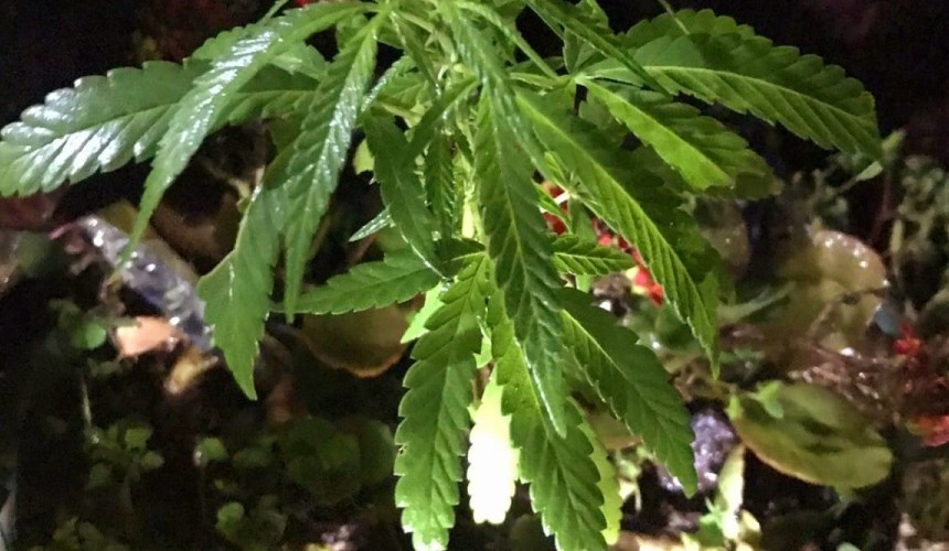 Pês de maconha eram cultivados no meio de flores em Boa Vista da Aparecida