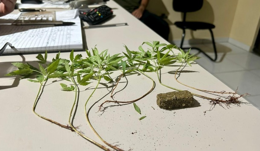 Pés de maconha que eram cultivados em vasos foram apreendidos em Santa Tereza do Oeste