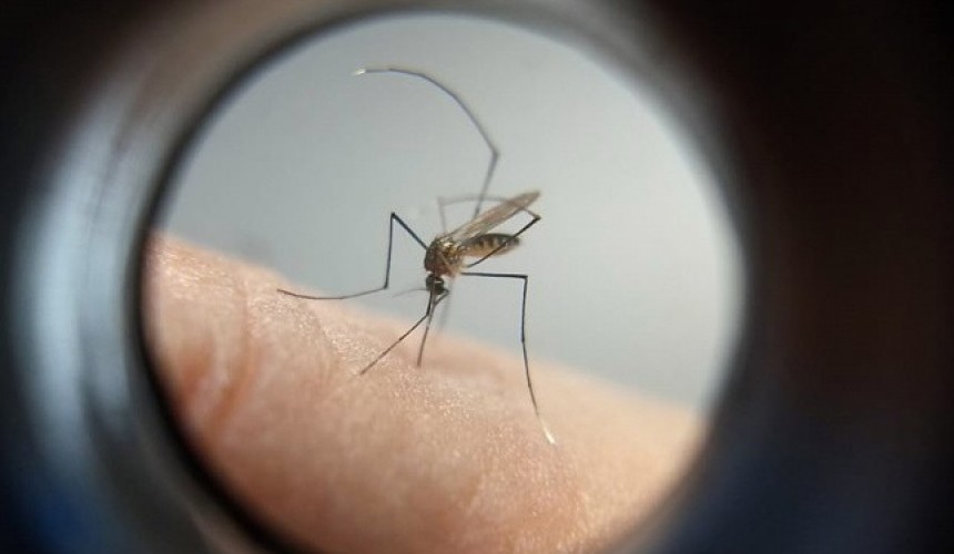 Paraná é o estado do Sul com mais casos prováveis de dengue, Capitão está entre os 18 com situação de emergência