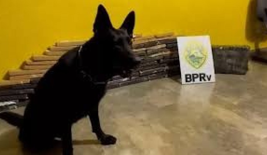 Cão farejador localiza 80kg de maconha em ônibus na praça de pedágio de Corbélia