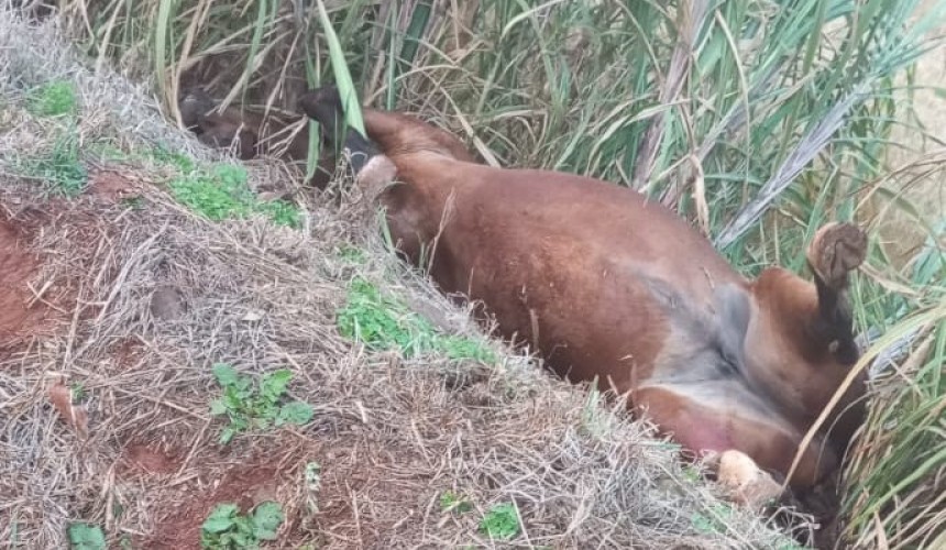 Cavalo morre após colisão com carro em Boa Vista da Aparecida