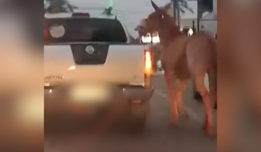 Pra que isso? Cavalo é amarrado em caminhonete e 'passeia' pelas ruas de Cascavel