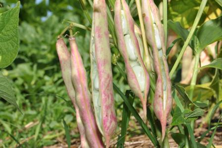 Excesso de umidade ameaça o cultivo do feijão