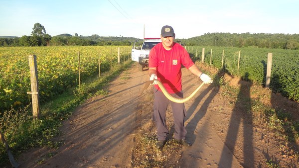 Cobras são encontradas em terreno de Capitão